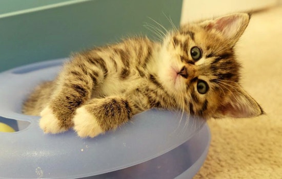 Kittens in Portland looking for their fur-ever homes