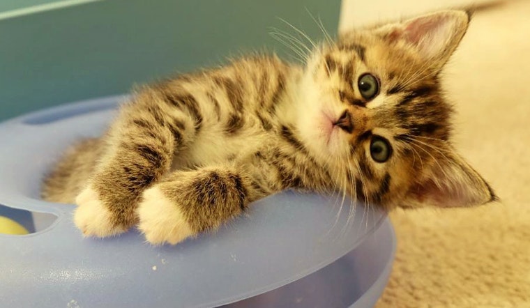 Kittens in Portland looking for their fur-ever homes