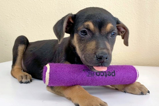 Puppies in Los Angeles looking for their fur-ever homes