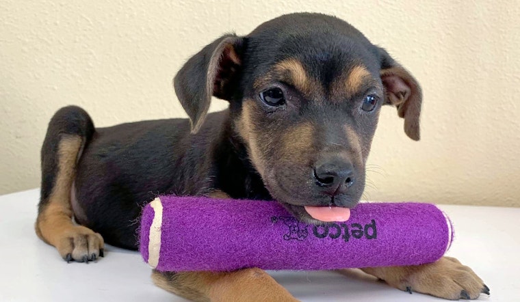 Puppies in Los Angeles looking for their fur-ever homes