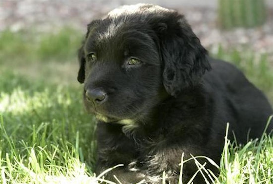 Puppies in Tucson looking for their fur-ever homes