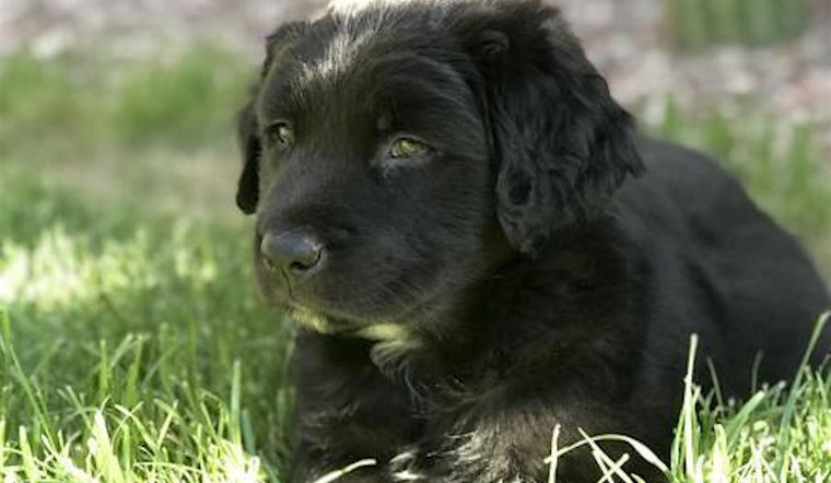 Puppies in Tucson looking for their fur-ever homes