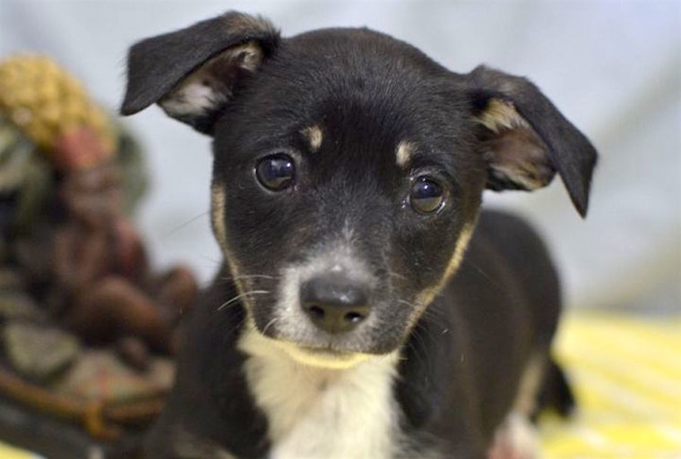 Puppies in Santa Ana looking for their fur-ever homes