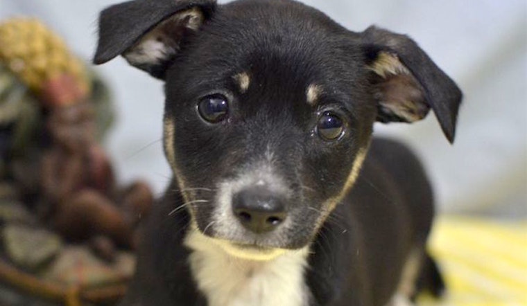 Puppies in Santa Ana looking for their fur-ever homes