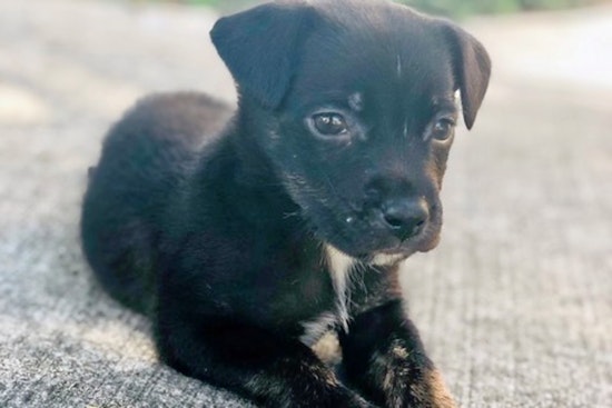 Puppies in Atlanta looking for their fur-ever homes