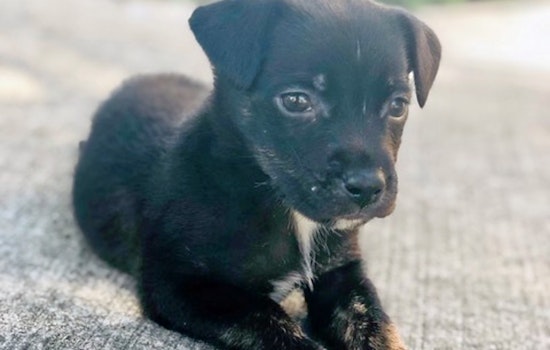 Puppies in Atlanta looking for their fur-ever homes