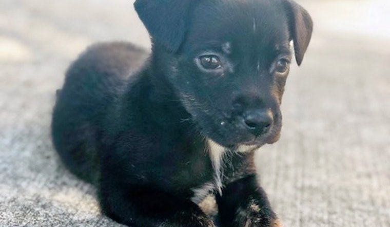 Puppies in Atlanta looking for their fur-ever homes