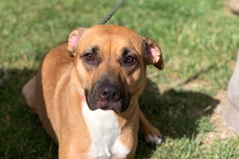 Dogs in San Diego looking for their fur-ever homes