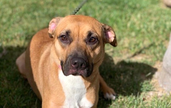 Dogs in San Diego looking for their fur-ever homes