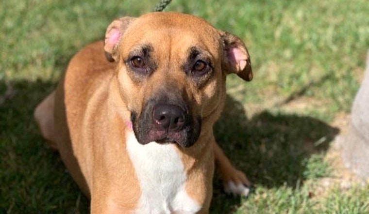 Dogs in San Diego looking for their fur-ever homes
