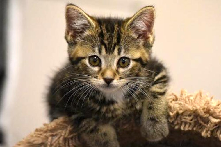 Kittens in San Jose looking for their fur-ever homes