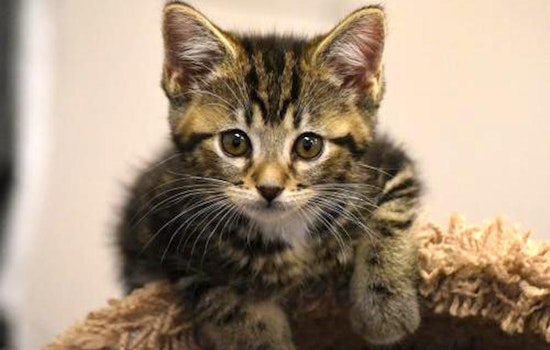 Kittens in San Jose looking for their fur-ever homes