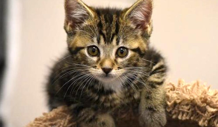 Kittens in San Jose looking for their fur-ever homes