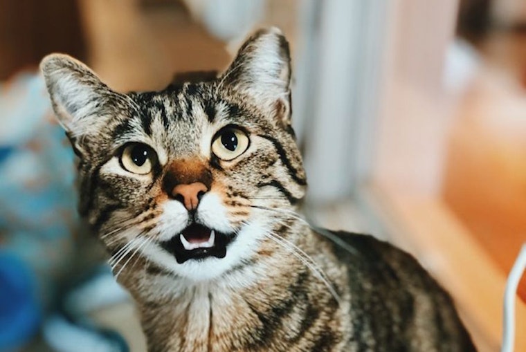 Cats in Seattle looking for their fur-ever homes