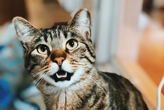 Cats in Seattle looking for their fur-ever homes
