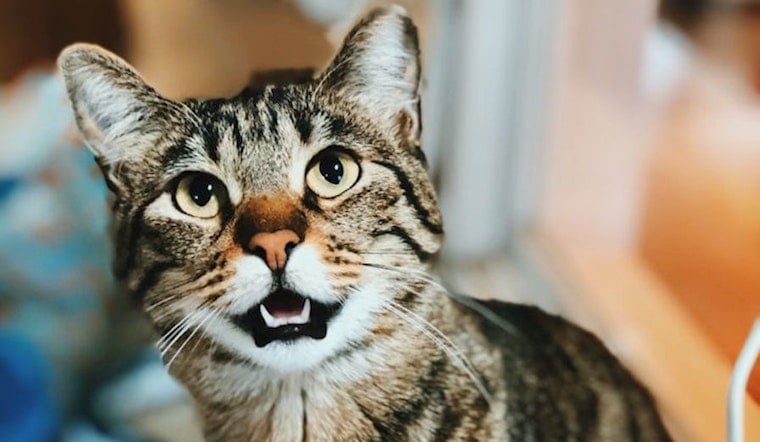 Cats in Seattle looking for their fur-ever homes