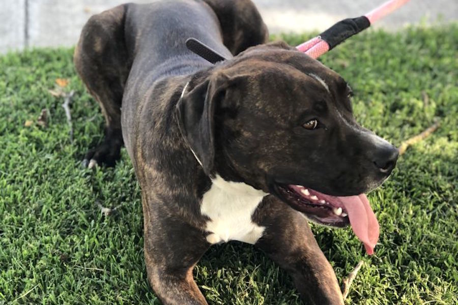 Dogs in Stockton looking for their fur-ever homes