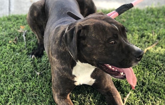 Dogs in Stockton looking for their fur-ever homes