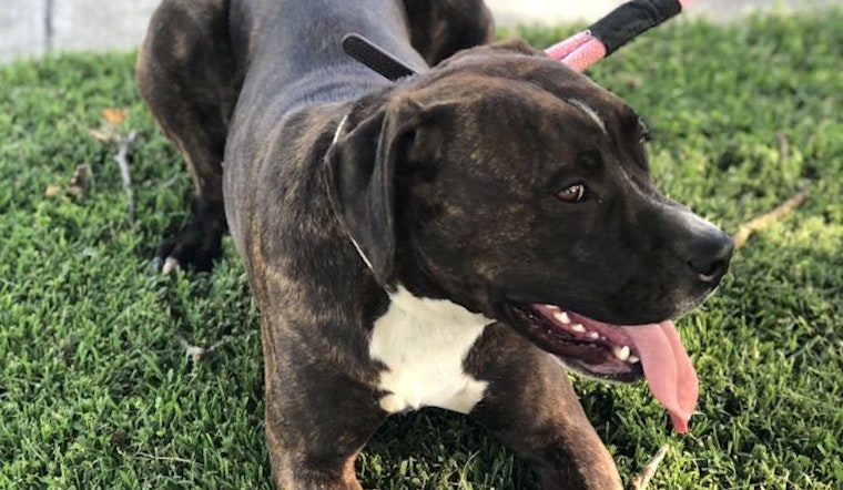 Dogs in Stockton looking for their fur-ever homes