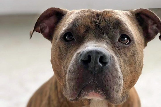 Dogs in Orlando looking for their fur-ever homes