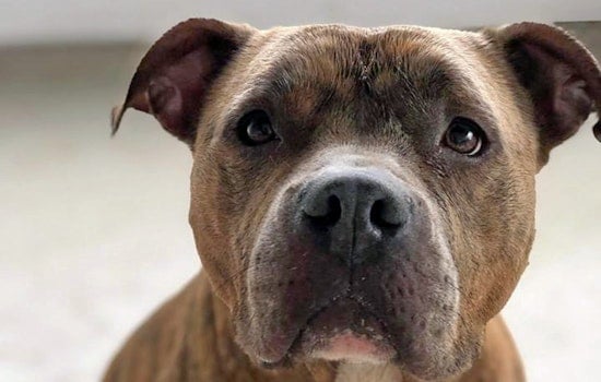 Dogs in Orlando looking for their fur-ever homes