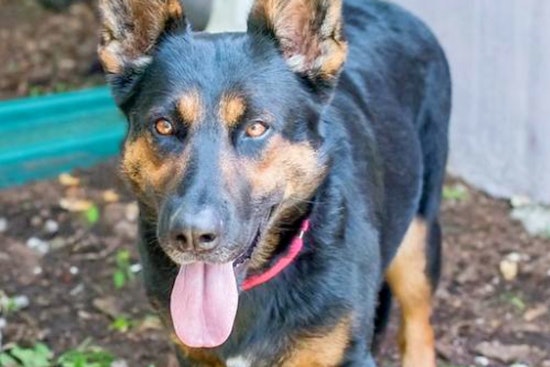 Puppies in Miami looking for their fur-ever homes