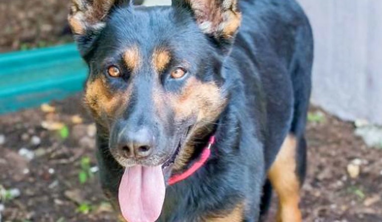 Puppies in Miami looking for their fur-ever homes