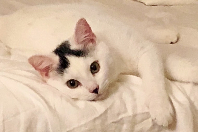 Kittens in Tampa looking for their fur-ever homes