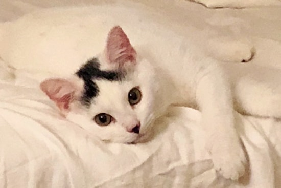 Kittens in Tampa looking for their fur-ever homes