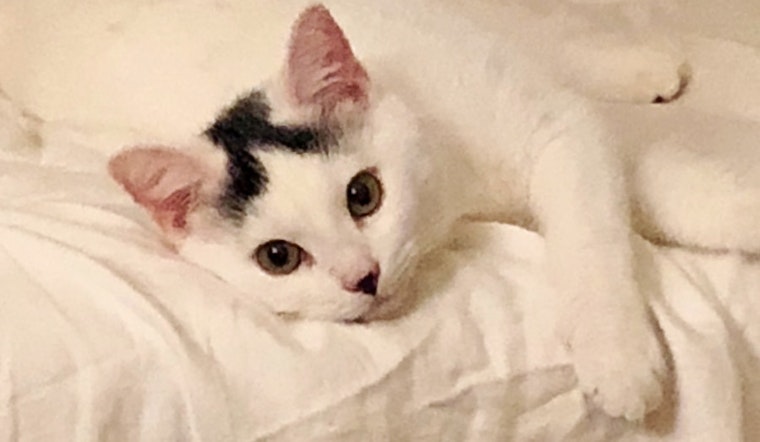 Kittens in Tampa looking for their fur-ever homes