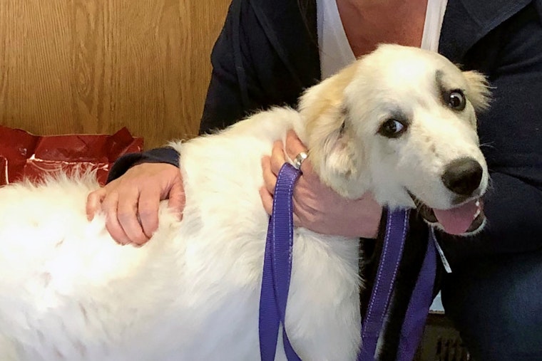 Puppies in Indianapolis looking for their fur-ever homes