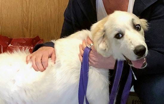Puppies in Indianapolis looking for their fur-ever homes