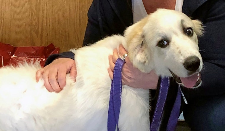 Puppies in Indianapolis looking for their fur-ever homes