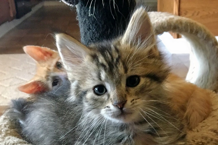 Kittens in Nashville looking for their fur-ever homes