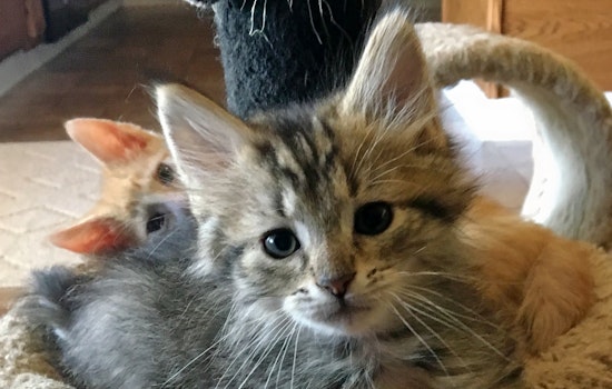 Kittens in Nashville looking for their fur-ever homes