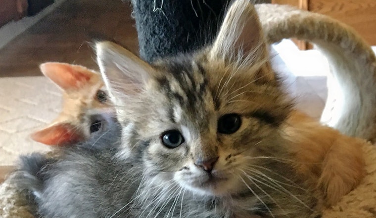 Kittens in Nashville looking for their fur-ever homes