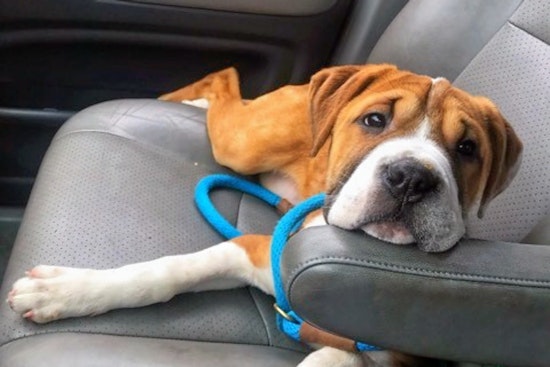 Puppies in Milwaukee looking for their fur-ever homes