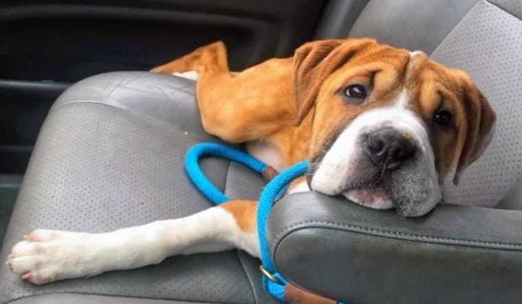 Puppies in Milwaukee looking for their fur-ever homes