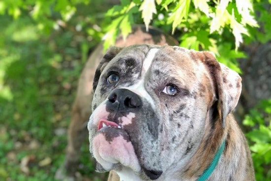 Dogs in Minneapolis looking for their fur-ever homes