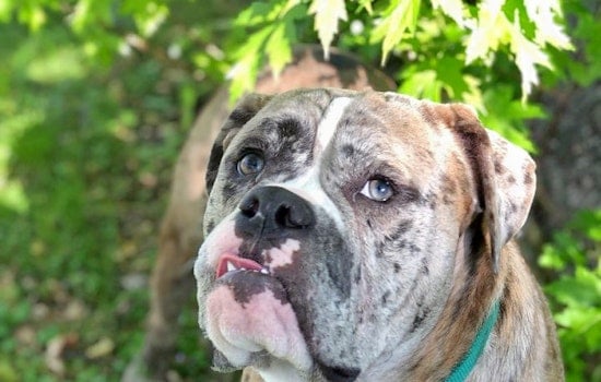 Dogs in Minneapolis looking for their fur-ever homes