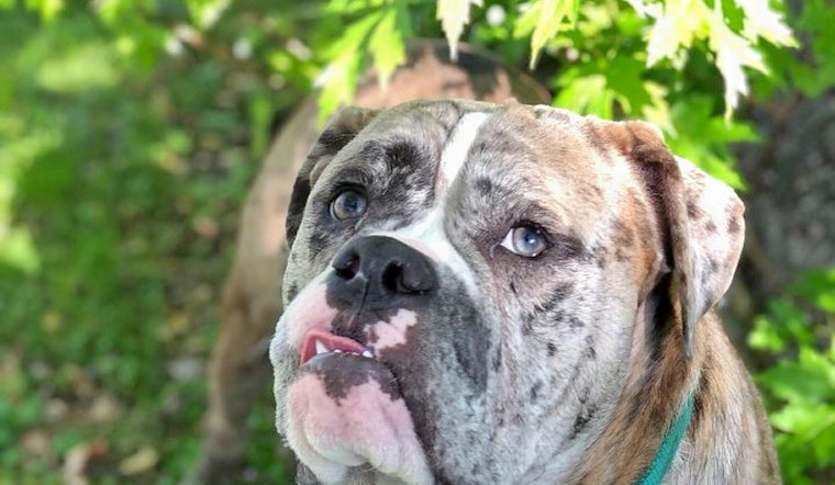 Dogs in Minneapolis looking for their fur-ever homes