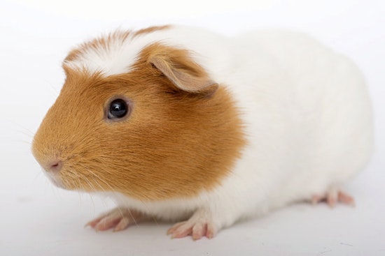 Pets in and around Chicago looking for their fur-ever homes