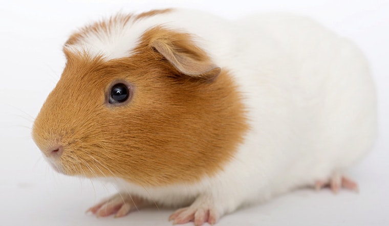 Pets in and around Chicago looking for their fur-ever homes