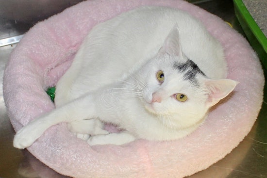 Cats in Memphis looking for their fur-ever homes