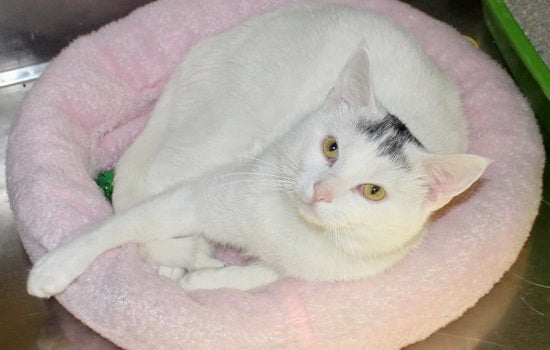 Cats in Memphis looking for their fur-ever homes