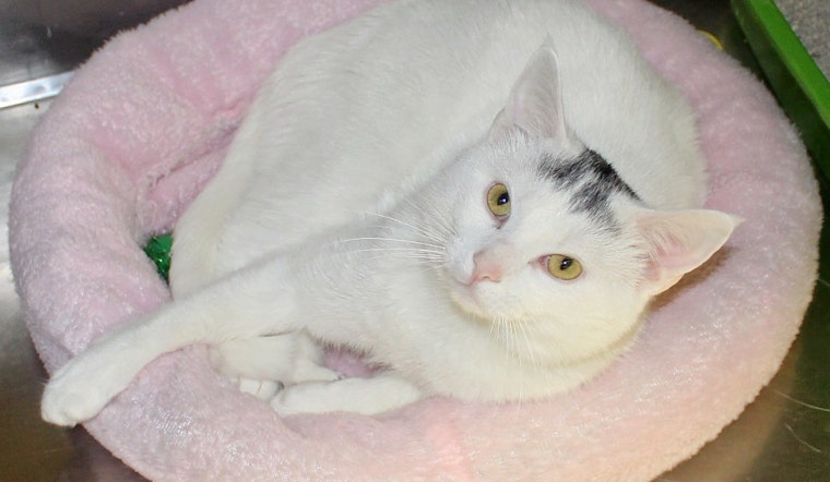 Cats in Memphis looking for their fur-ever homes