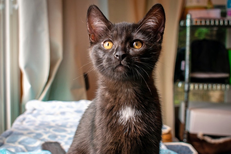 Kittens in St. Louis looking for their fur-ever homes