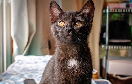 Kittens in St. Louis looking for their fur-ever homes