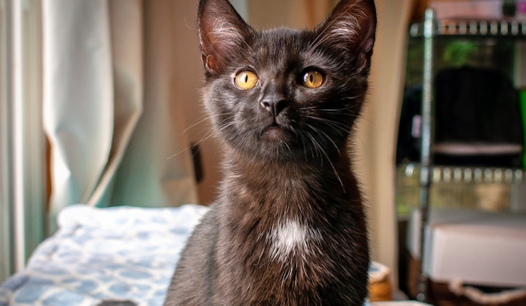Kittens in St. Louis looking for their fur-ever homes