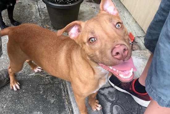 Puppies in New Orleans looking for their fur-ever homes